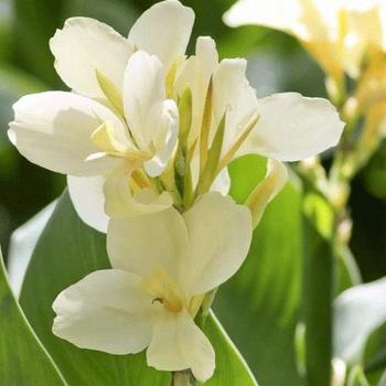 Canna 'Alaska' 