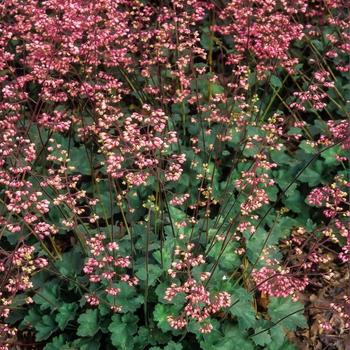 Heuchera 'Wendy' 