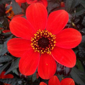 Dahlia Dahlegria® 'Orange'