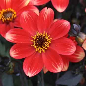 Dahlia 'Orange Bicolor' 