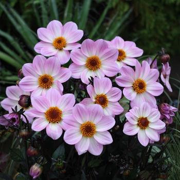 Dahlia 'Pink Flame' 