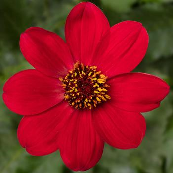 Dahlia 'Red' 