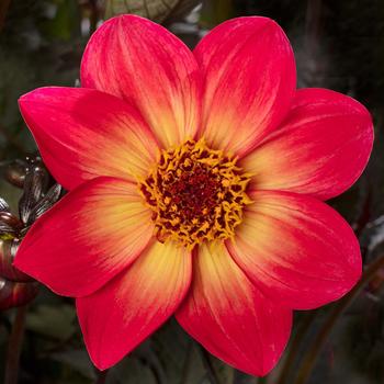 Dahlia Dahlegria® 'Sunset'