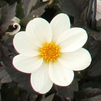 Dahlia 'White' 