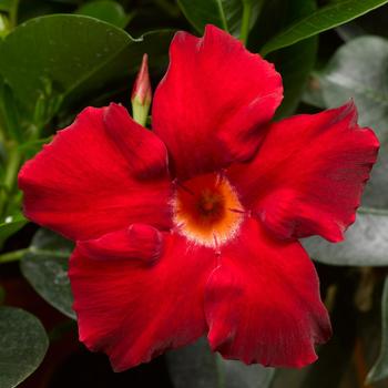 Mandevilla 'Elegant Velvet Red' 