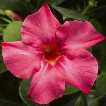 Mandevilla 