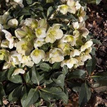 Helleborus 'Maestro' 