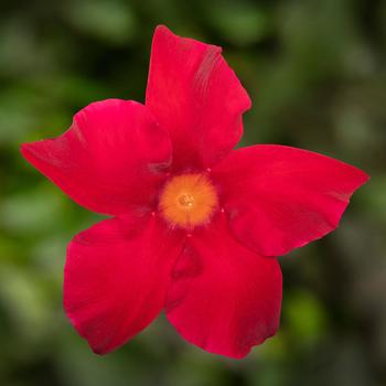 Mandevilla Madinia® 'Maximo Scarlet'