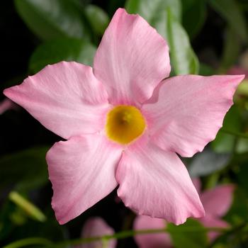 Mandevilla 'Maximo Light Pink' 