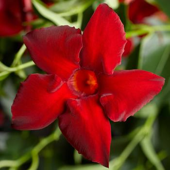 Mandevilla Madinia® 'Maximo Red'