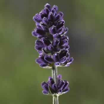 Lavandula angustifolia Scent™ 'Blue Improved'