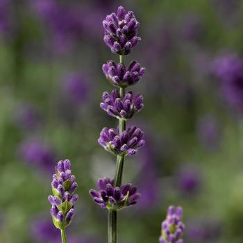 Lavandula angustifolia Vintro™ 'Compact Blue'