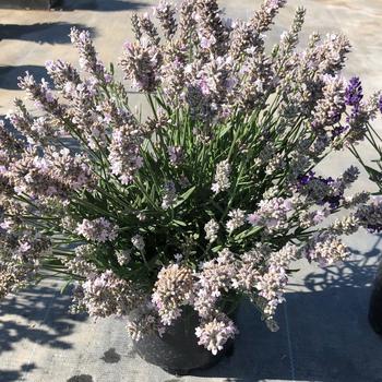 Lavandula angustifolia 'White' 