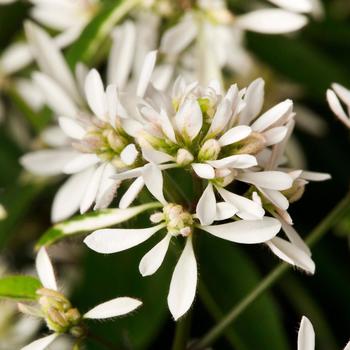 Euphorbia hypericifolia 'Euphoric™ Double White' 