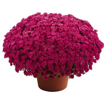Chrysanthemum x morifolium Adriana™ 'Purple'