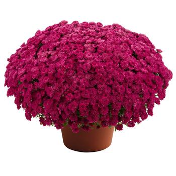 Chrysanthemum x morifolium 'Purple' 