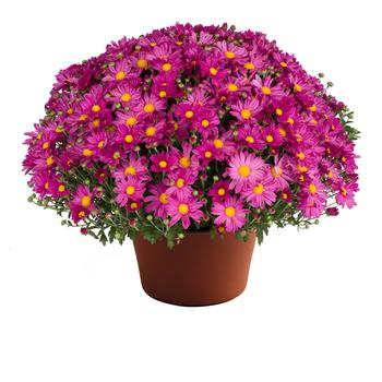 Chrysanthemum x morifolium Demi™ 'Pink'
