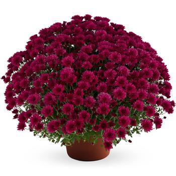 Chrysanthemum x morifolium 'Dark Pink' 