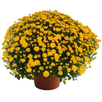Chrysanthemum x morifolium 'Hailey™ Gold Improved' 