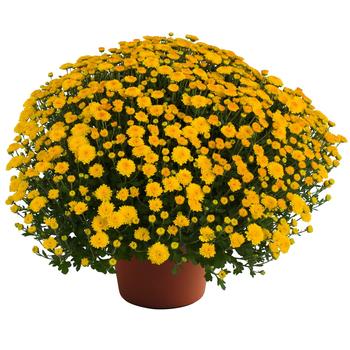 Chrysanthemum x morifolium 'Hailey™ Gold Improved'