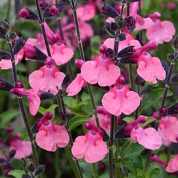 Salvia greggii 'Debbie's Rose' 