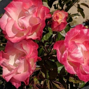 Rosa 'Radgor' 