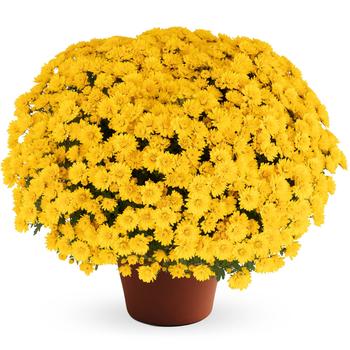 Chrysanthemum x morifolium Jane™ 'Yellow'