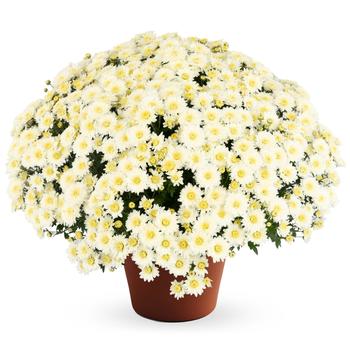 Chrysanthemum x morifolium 'White' 