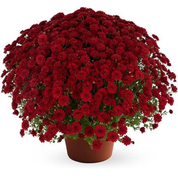 Chrysanthemum x morifolium Josephine™ 'Red'