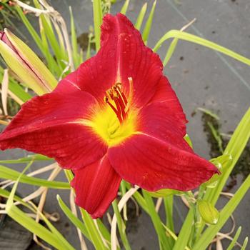 Hemerocallis 'Siloam Red Ruby' 