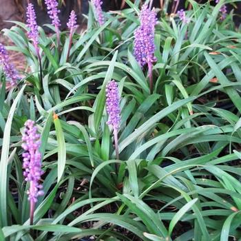 Liriope muscari 'Majestic' 