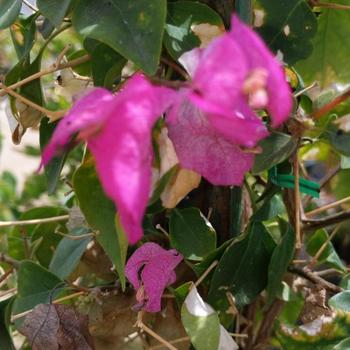 Bougainvillea 'Pink Pearl' 