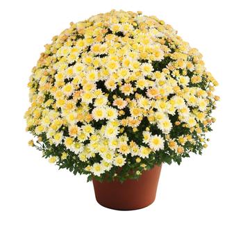 Chrysanthemum x morifolium 'Nikki™ Pearl' 