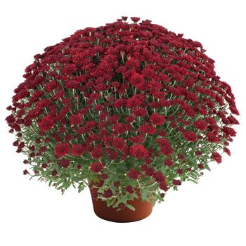 Chrysanthemum x morifolium 'Red' 