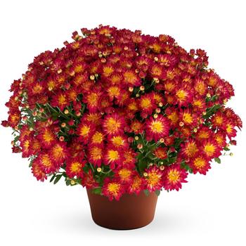 Chrysanthemum x morifolium 'Summer Sunset™'