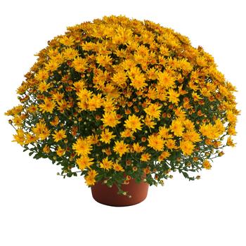 Chrysanthemum x morifolium Tina™ 'Gold'