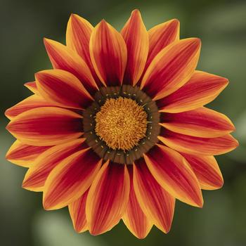 Gazania rigens Big Kiss™ 'Orange Flame'