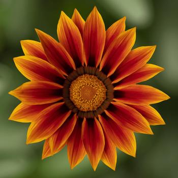 Gazania rigens Kiss™ 'Golden Flame'