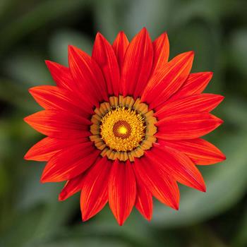 Gazania rigens 'Red' 