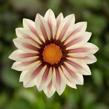 Gazania rigens 'White Flame' 