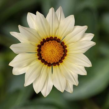 Gazania rigens 'White Improved' 