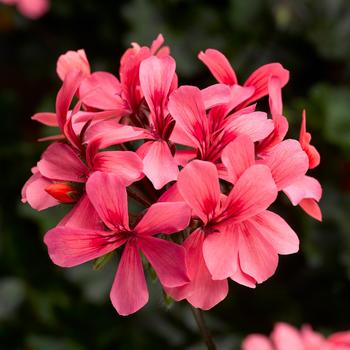 Pelargonium Caldera™ 'Salmon'