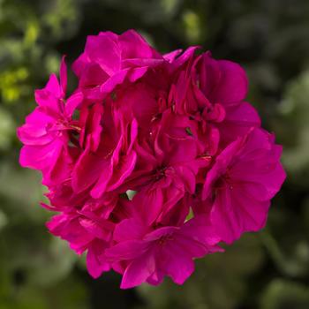 Pelargonium 'Cascade Violet' 