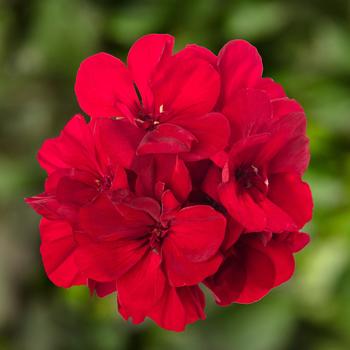 Pelargonium Calliope® Medium Dark Red Dark Leaf