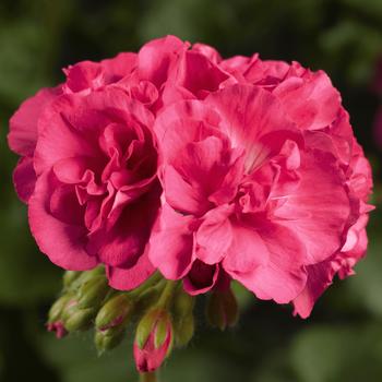 Pelargonium Calliope® Medium Salmon