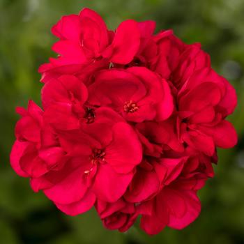 Pelargonium 'Bright Red' 