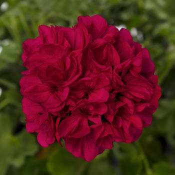 Pelargonium 'Magenta' 