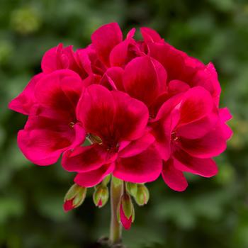 Pelargonium Mojo™ Cranberry Splash