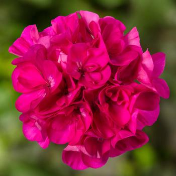 Pelargonium Mojo™ Dark Pink