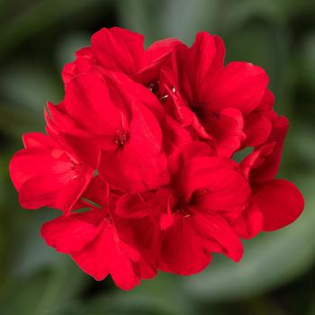 Pelargonium 'Hot Cherry' 